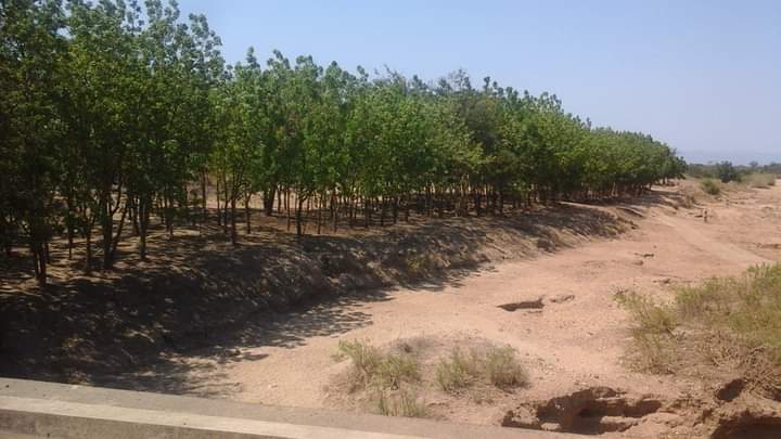 JOIN FACE IN PLANTING MORE TREES TO REDUCE EFFECTS OF FLOODS IN NSANJE DISTRICT