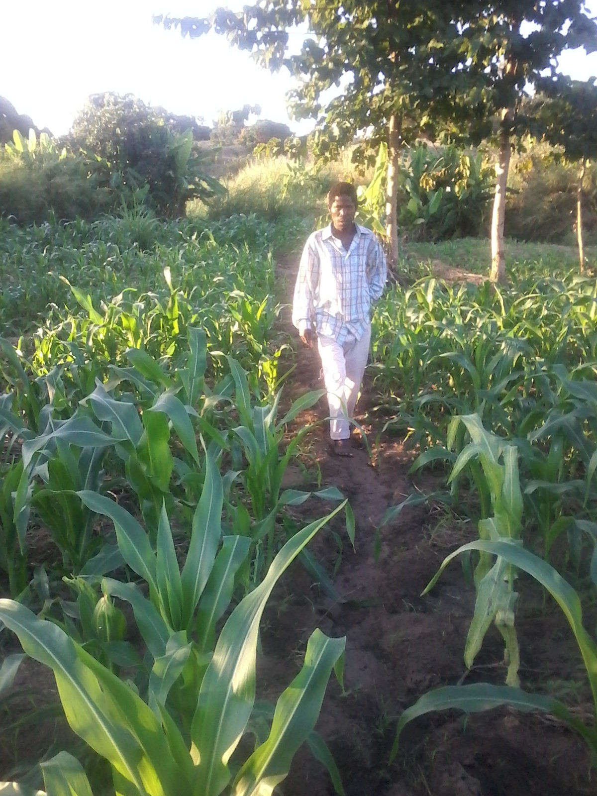 BOOSTING FARM PRODUCTIVITY THROUGH MANURE MAKING AND CA FOLLOW-UP