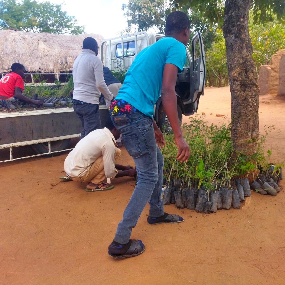 FDH Bank Nchalo Branch Donates 500 Tree Seedlings to FACE for Disaster Risk Management in Nsanje District