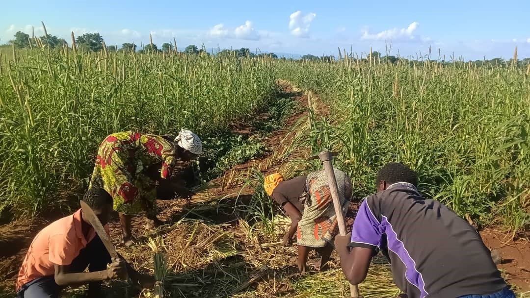 https://facemalawi.org/FACE PRIORITISES ENVIRONMENTAL SUSTAINABILITY AND CLIMATE RESILIENCE