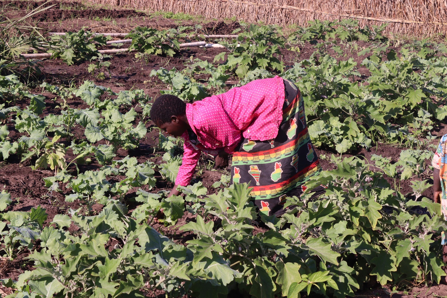 https://facemalawi.org/Nyafisi Irrigation Scheme Transforms Lives, Boosts Food Security in Nsanje