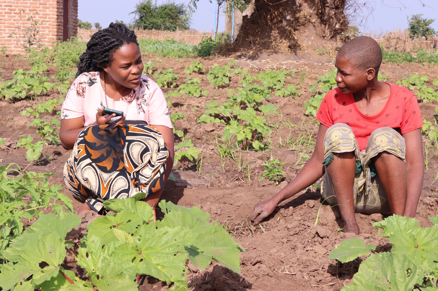 https://facemalawi.org/Agricultural Extension Delivery: The Missing Link to Unlocking Malawi’s Farming Potential